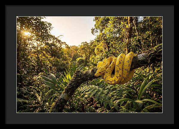 Juvenile Green Tree Python In Nature