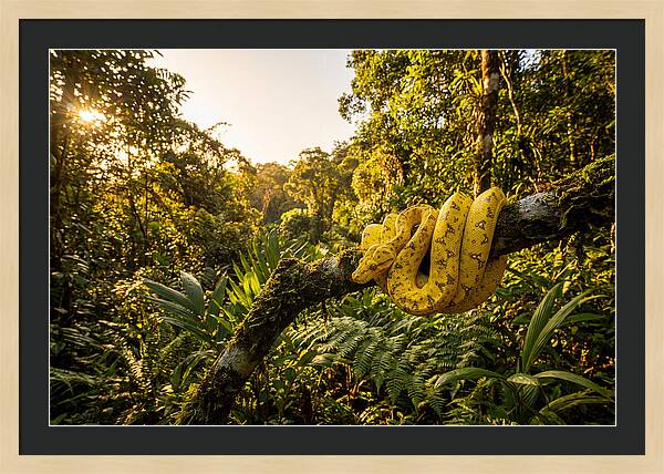 Juvenile Green Tree Python In Nature
