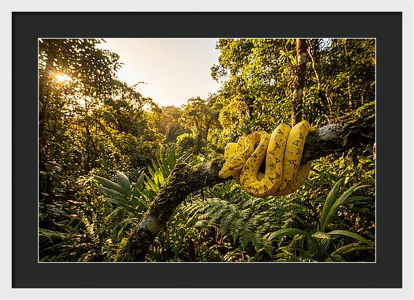 Juvenile Green Tree Python In Nature