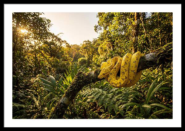 Juvenile Green Tree Python In Nature