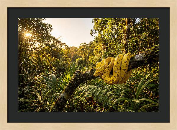 Juvenile Green Tree Python In Nature