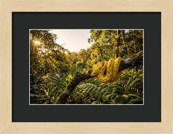 Juvenile Green Tree Python In Nature