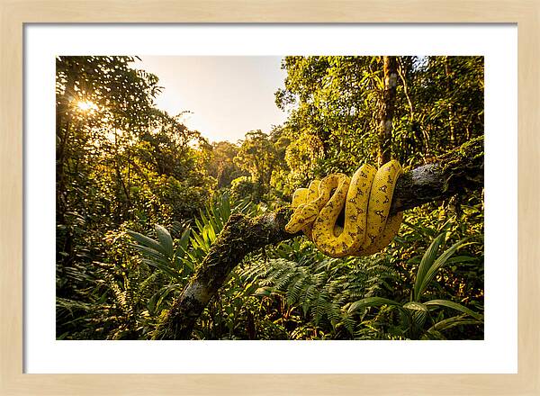 Juvenile Green Tree Python In Nature