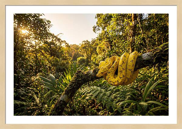 Juvenile Green Tree Python In Nature
