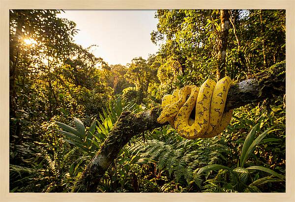 Juvenile Green Tree Python In Nature