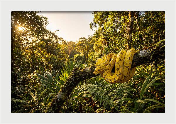 Juvenile Green Tree Python In Nature