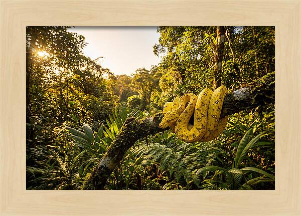 Juvenile Green Tree Python In Nature