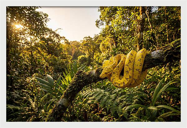 Juvenile Green Tree Python In Nature