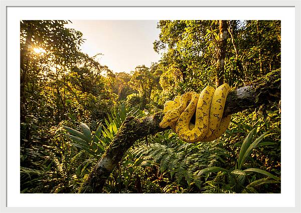 Juvenile Green Tree Python In Nature