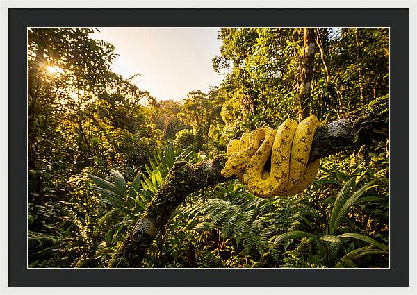 Juvenile Green Tree Python In Nature