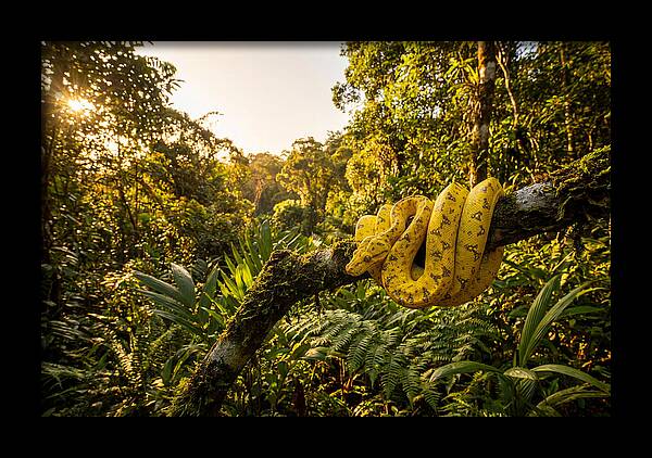 Juvenile Green Tree Python In Nature