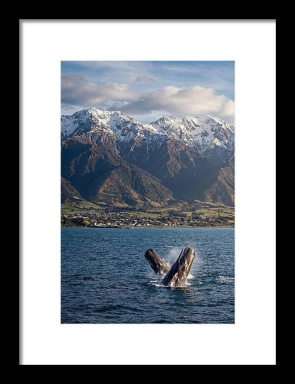 Kaikouras Majestic Whales