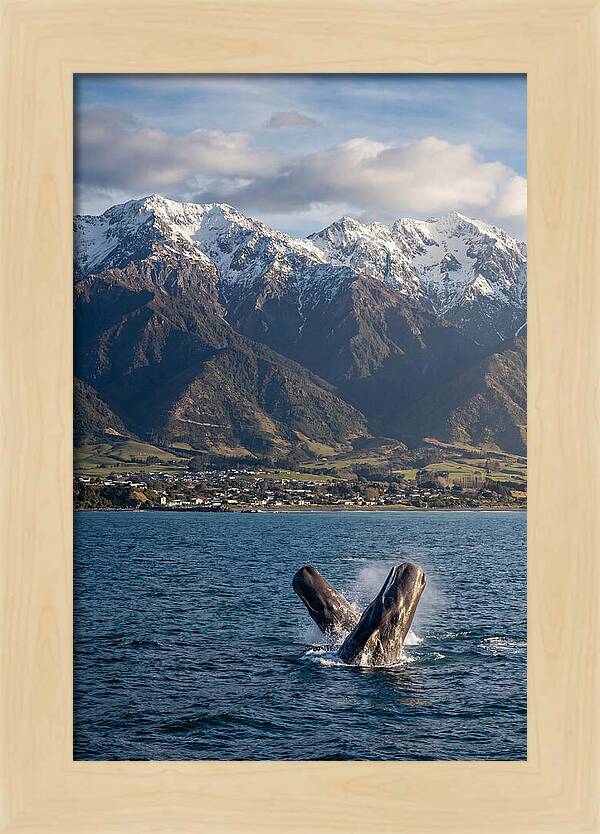 Kaikouras Majestic Whales
