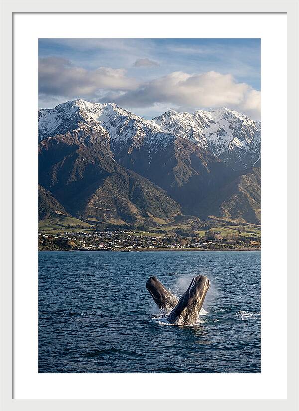 Kaikouras Majestic Whales
