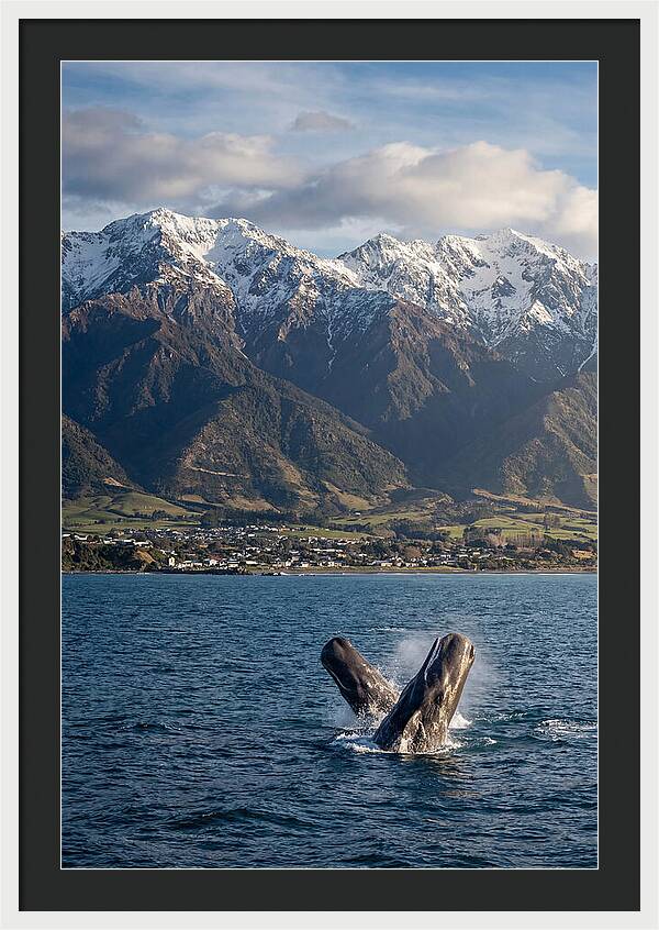 Kaikouras Majestic Whales