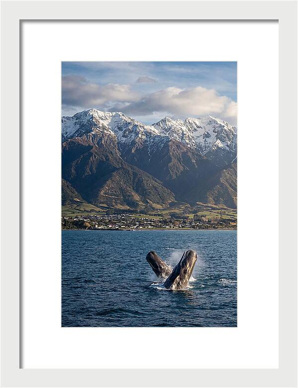 Kaikouras Majestic Whales