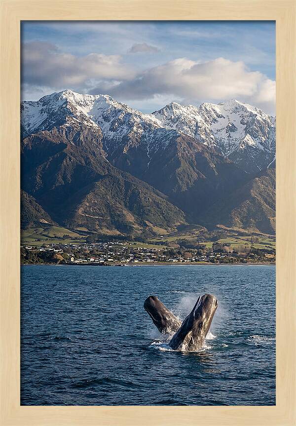 Kaikouras Majestic Whales