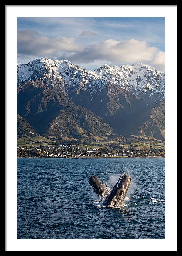 Kaikouras Majestic Whales