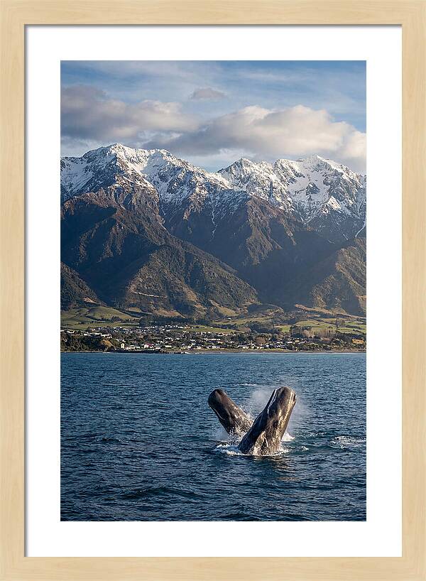 Kaikouras Majestic Whales