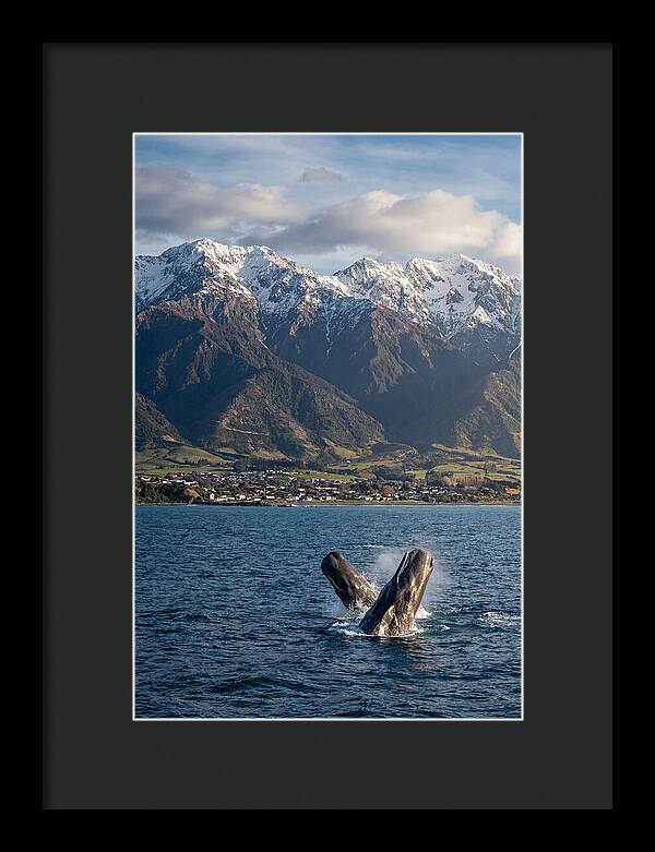 Kaikouras Majestic Whales