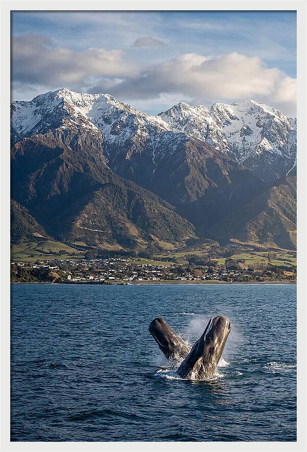Kaikouras Majestic Whales