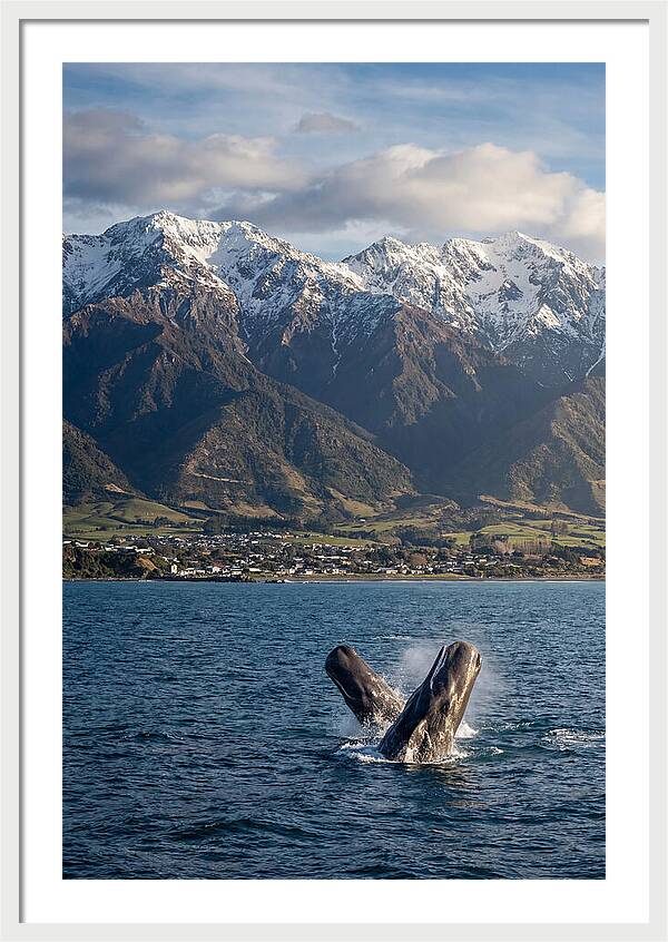 Kaikouras Majestic Whales