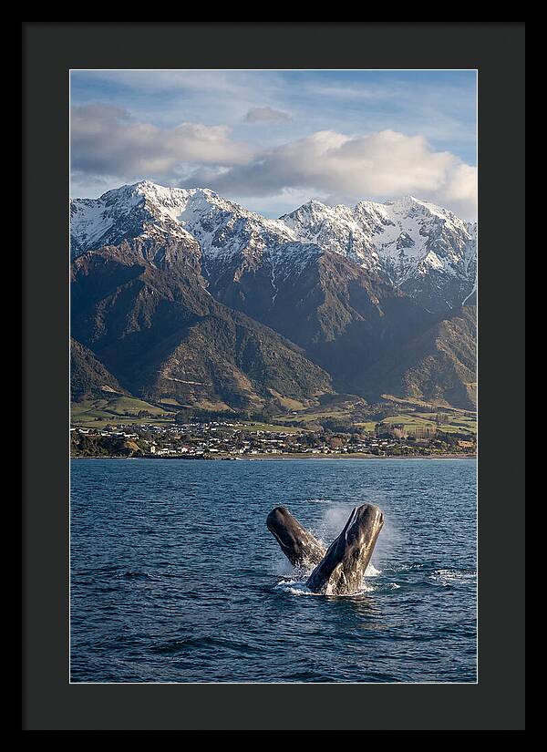 Kaikouras Majestic Whales