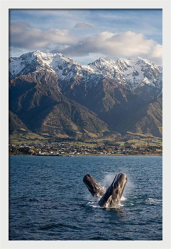 Kaikouras Majestic Whales