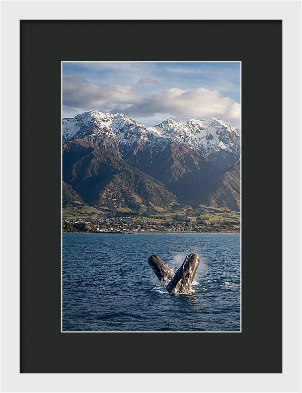 Kaikouras Majestic Whales