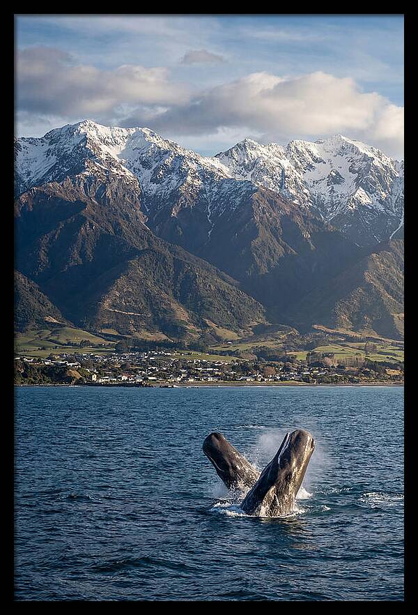 Kaikouras Majestic Whales