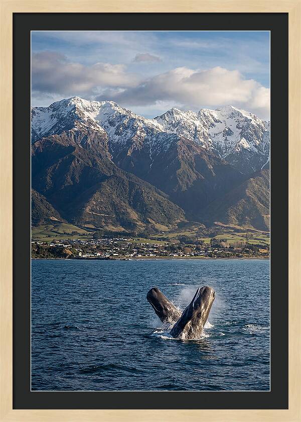 Kaikouras Majestic Whales