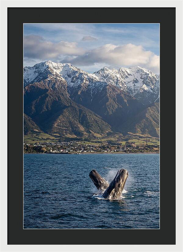 Kaikouras Majestic Whales