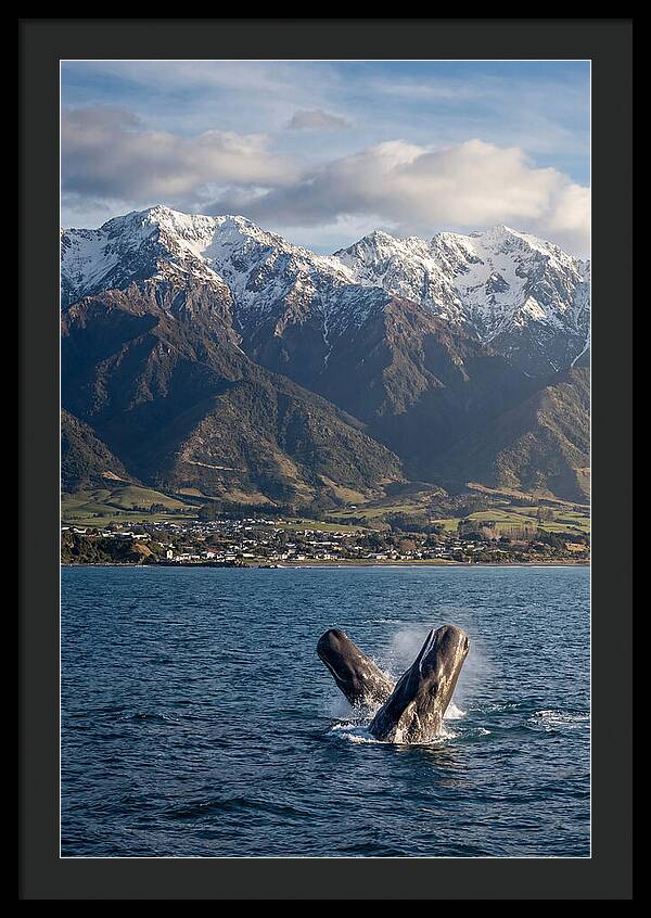 Kaikouras Majestic Whales