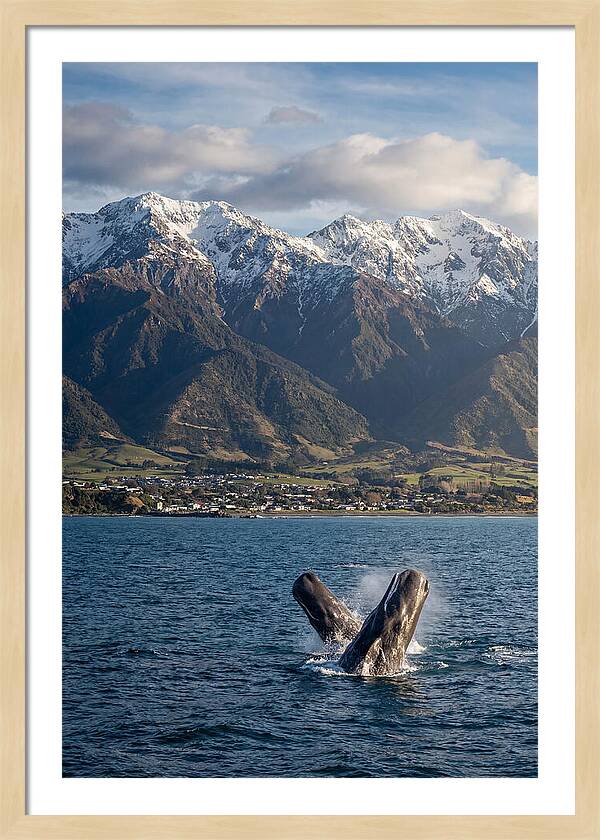 Kaikouras Majestic Whales