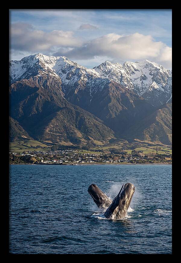 Kaikouras Majestic Whales