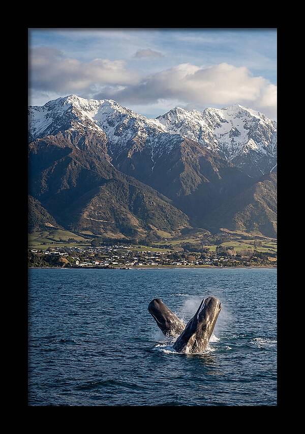 Kaikouras Majestic Whales