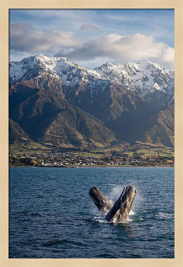 Kaikouras Majestic Whales