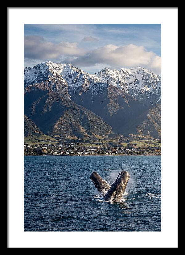 Kaikouras Majestic Whales