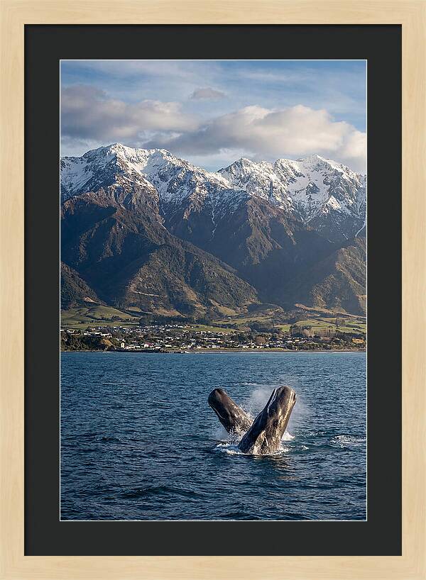 Kaikouras Majestic Whales