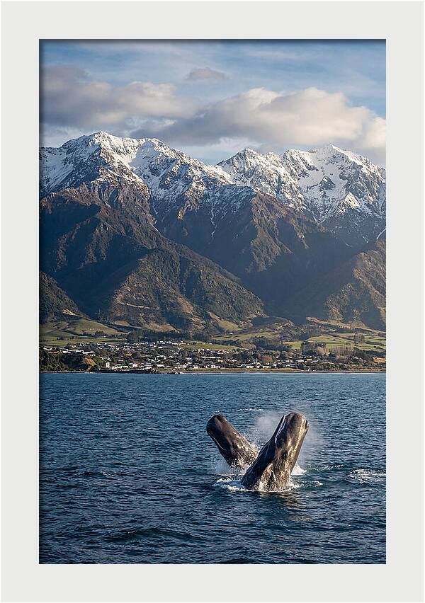 Kaikouras Majestic Whales