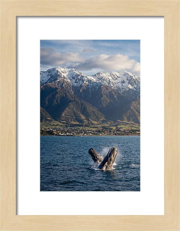 Kaikouras Majestic Whales