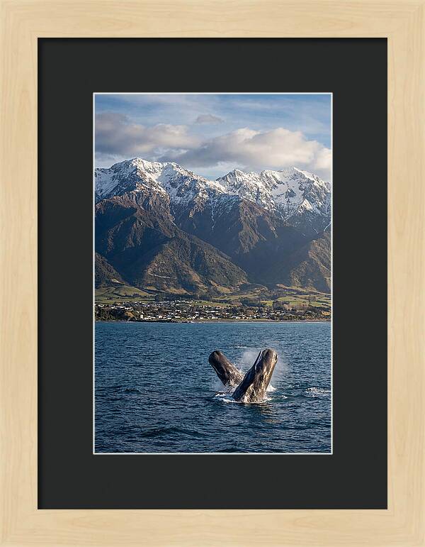 Kaikouras Majestic Whales