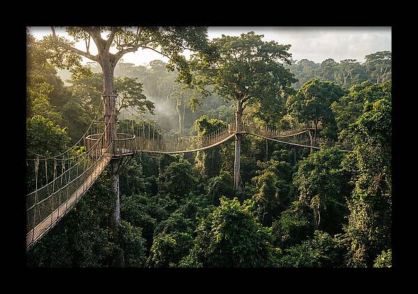 Kakum National Park Canopy Walkway