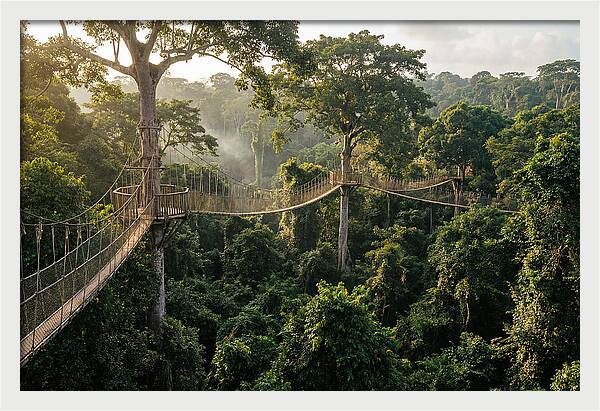 Kakum National Park Canopy Walkway