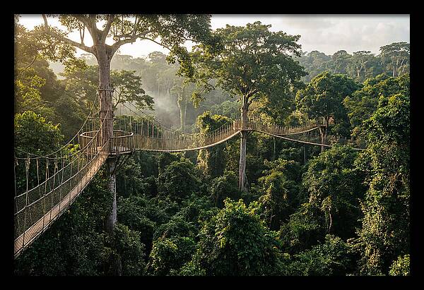 Kakum National Park Canopy Walkway