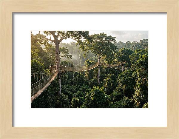 Kakum National Park Canopy Walkway