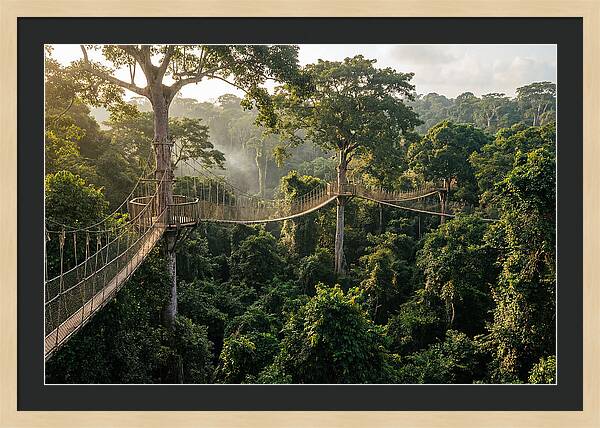 Kakum National Park Canopy Walkway