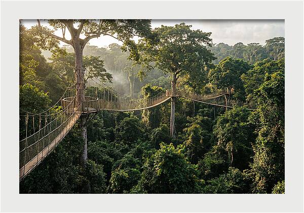 Kakum National Park Canopy Walkway