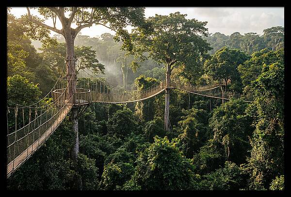 Kakum National Park Canopy Walkway