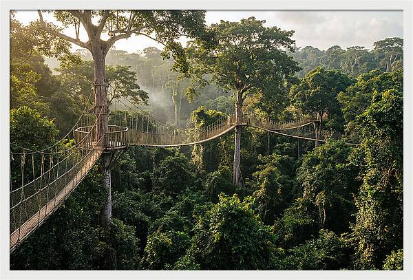 Kakum National Park Canopy Walkway